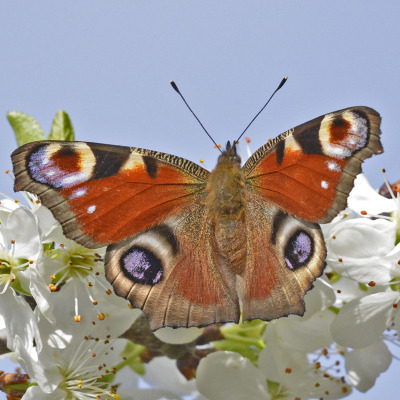 Tnsectes et papillons